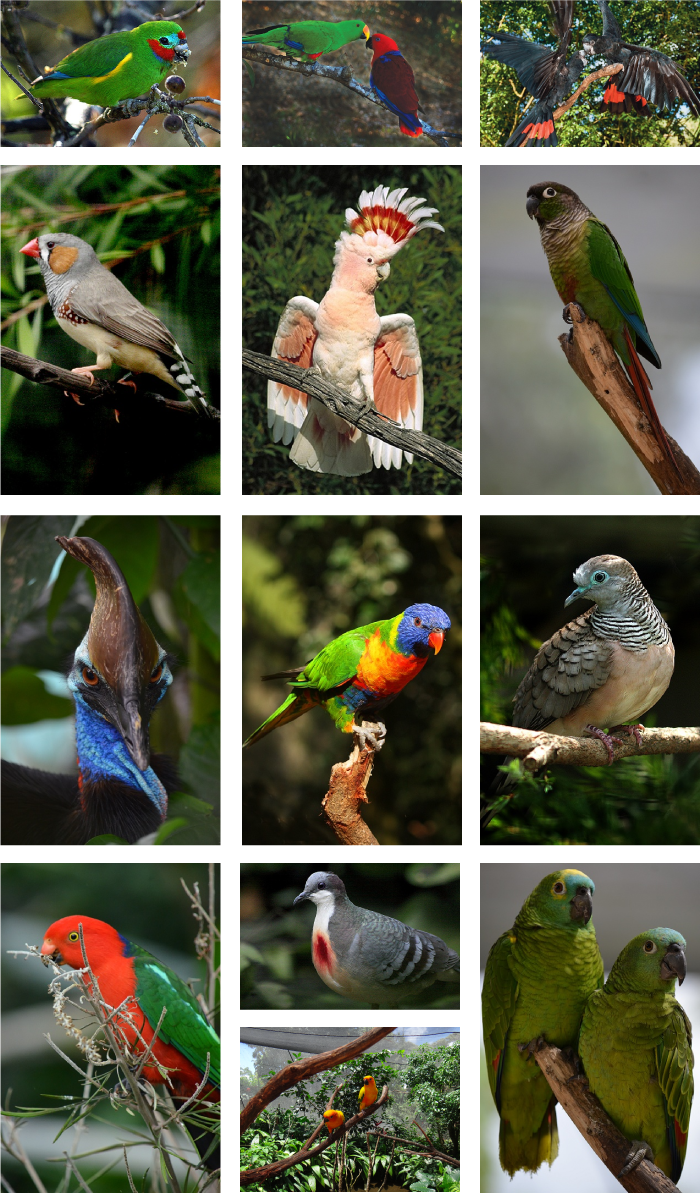 鳥の種類